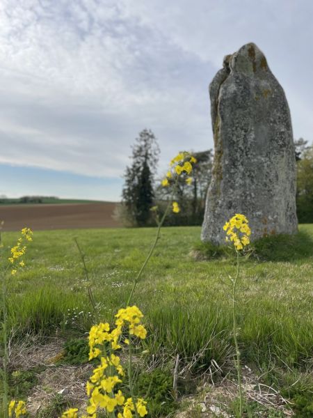 menhir colza